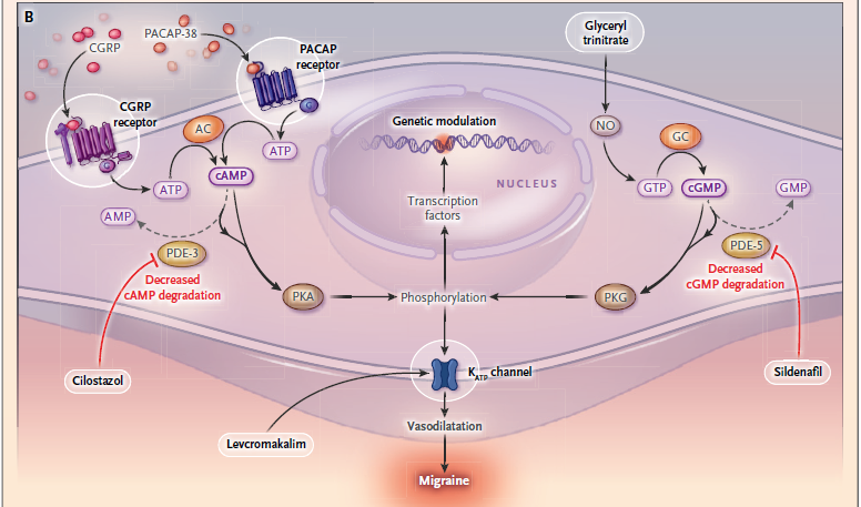 Peptídeos, marcadores e os mecanismos intracelulares da enxaqueca    